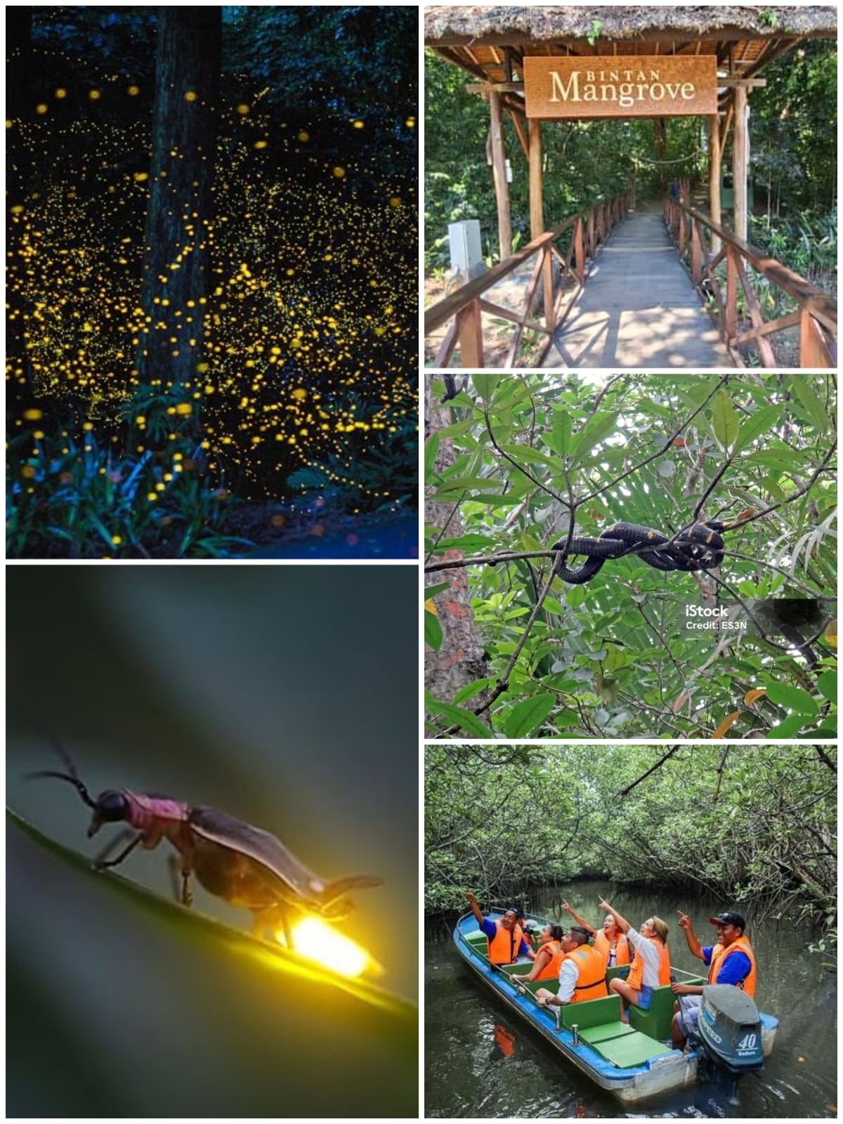Image  PACKAGE TOUR MANGROVE + FIREFLIES 